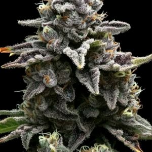 Apple Fritter