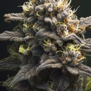 Critical Kush