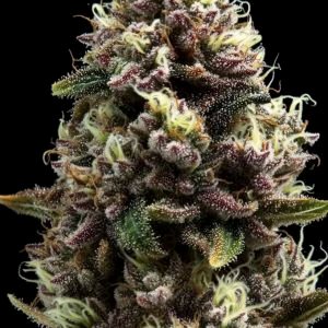 Purple Punch