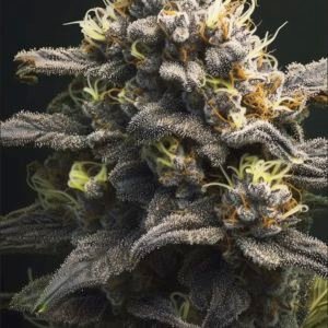 Tropical Gelato